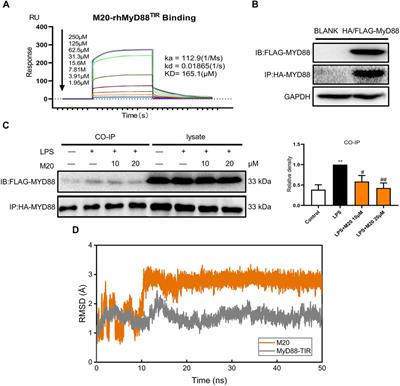 Discovery of a Novel MyD88 Inhibitor M20 and Its Protection Against Sepsis-Mediated Acute Lung Injury